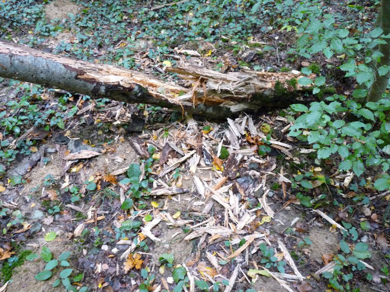 P1030787 Urwald 800 red .JPG