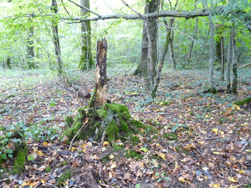 P1030788 Urwald 800 red .JPG