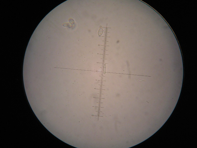 1000er Heister (6).JPG