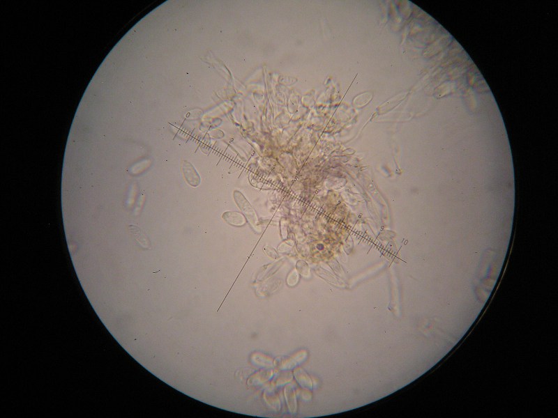 1000er Heister (25).JPG