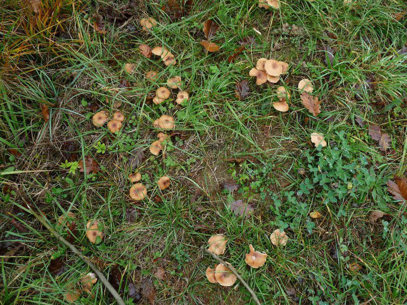 P1040333 Gruppe 800 red 2.JPG