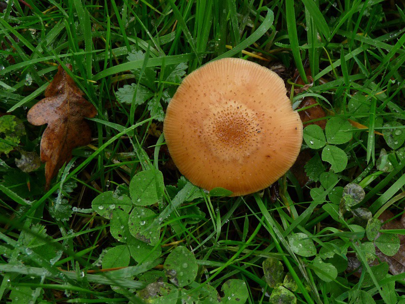 P1040308 Bucheron Hut 1 800 .JPG