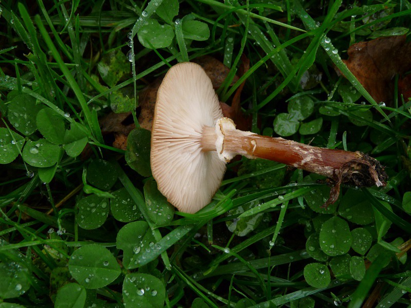 P1040316 Stiel+Hut 800 .JPG