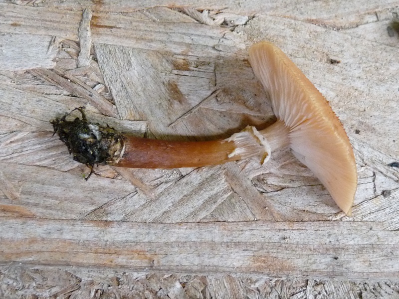 P1040329 Stiel+Hut von oben 800 red .JPG