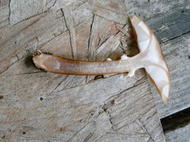 P1040326 Schnitt 800 red .JPG