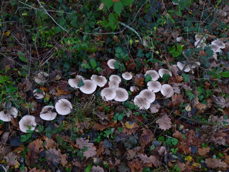 P1040340 Ring 800 red 1 .JPG