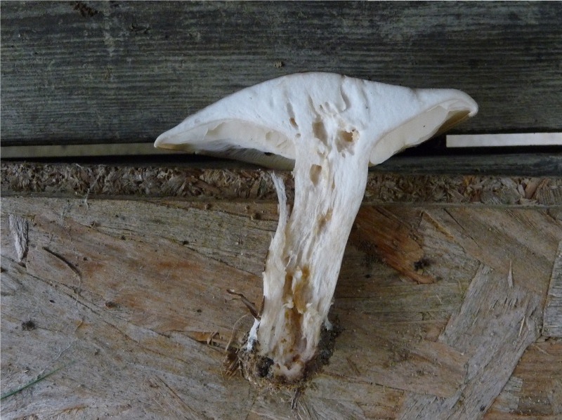 P1040354 Hexenring 800 red .JPG