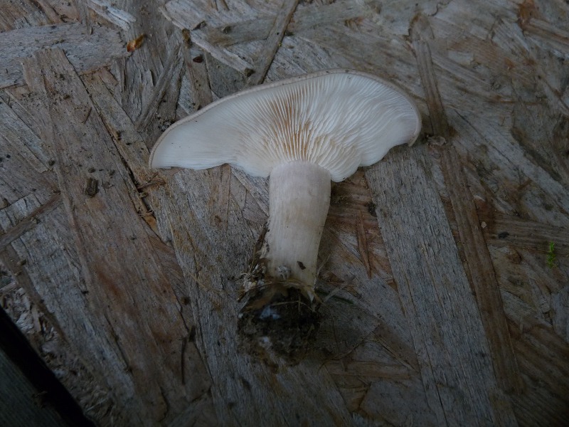 P1040358 Hexenring Schnitt 800 red .JPG