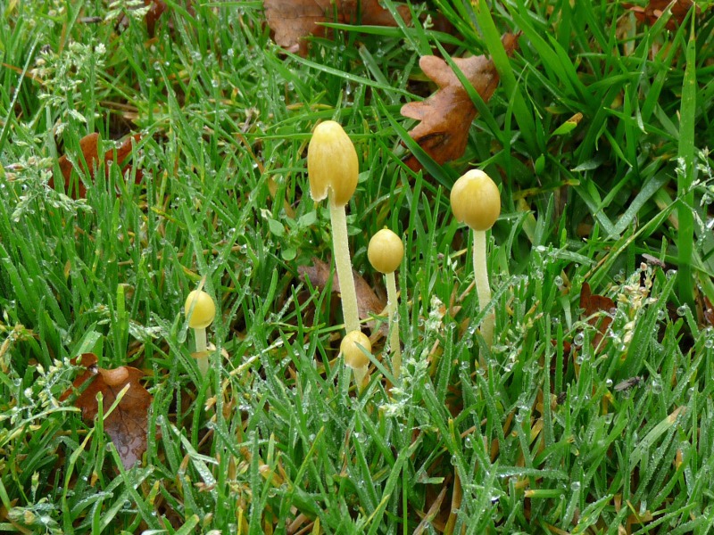 P1040373 gelb 800 .JPG