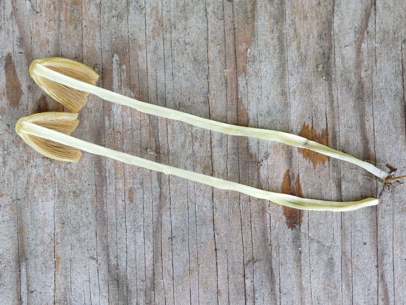 P1040378 gelb Schnitt 800 .JPG