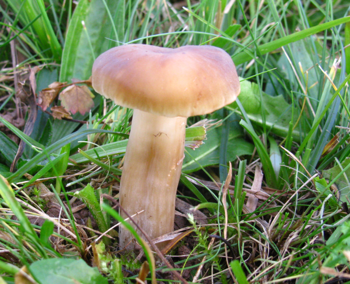 Hygrocybe_ingrata (2)_gdi.jpg