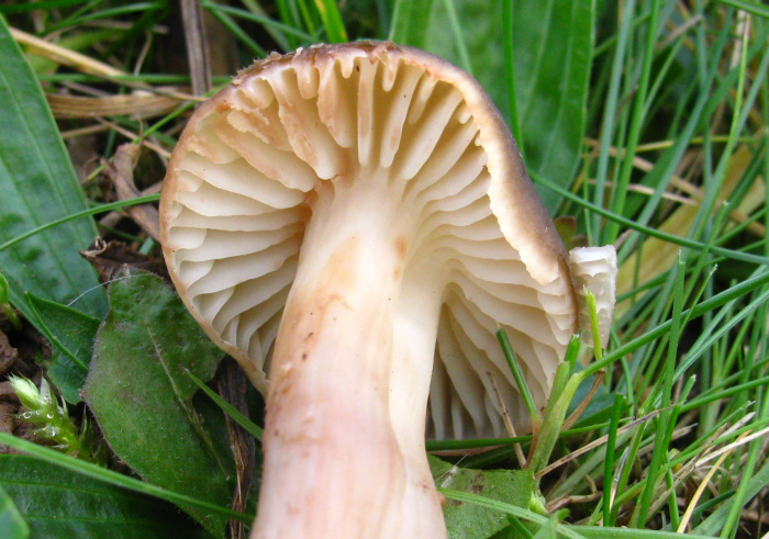 Hygrocybe_ingrata_gdi1.jpg