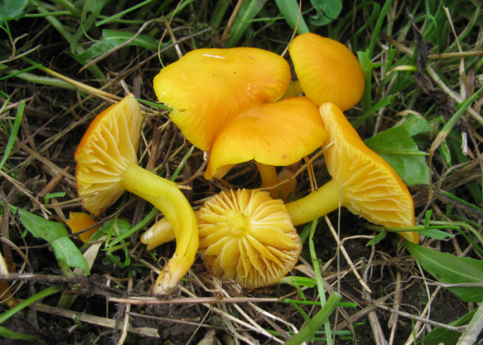 Hygrocybe_ceracea (6)_Kopie.jpg