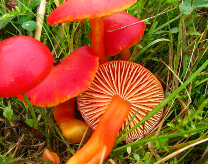 Hygrocybe_coccinea (4)_Kopie.jpg