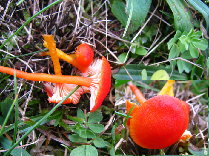 Hygrocybe_insipida_gdi.jpg