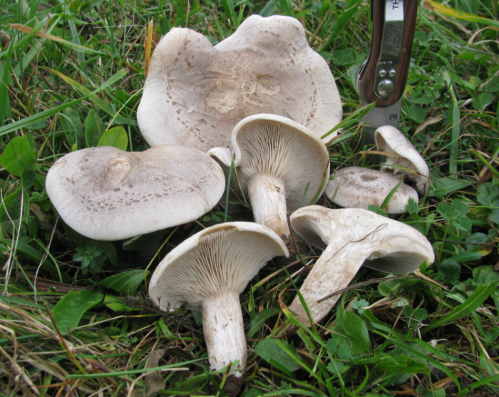 Lepista_panaeolus (2)_Kopie.jpg