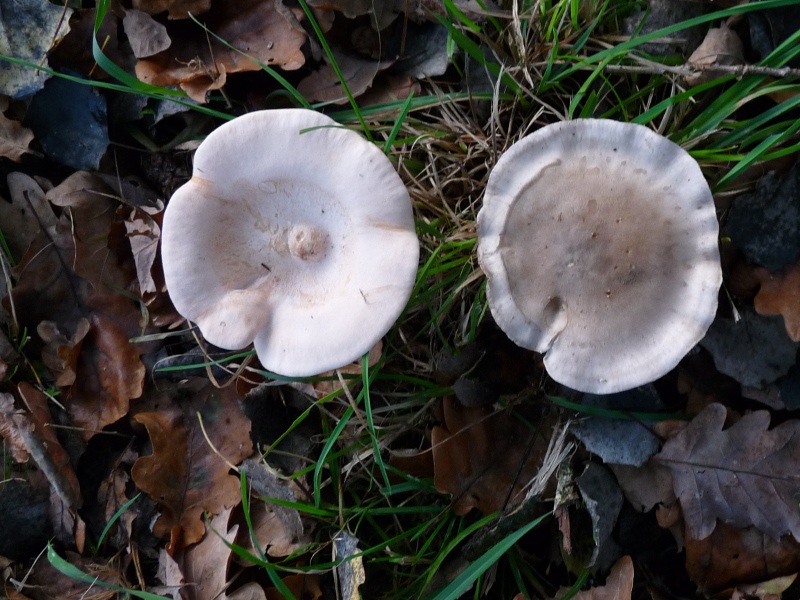 P1040387 Doppel 800 red .JPG