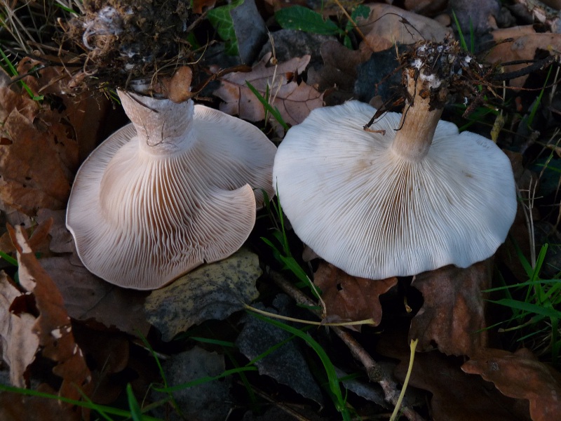 P1040398 Doppel 800 red .JPG