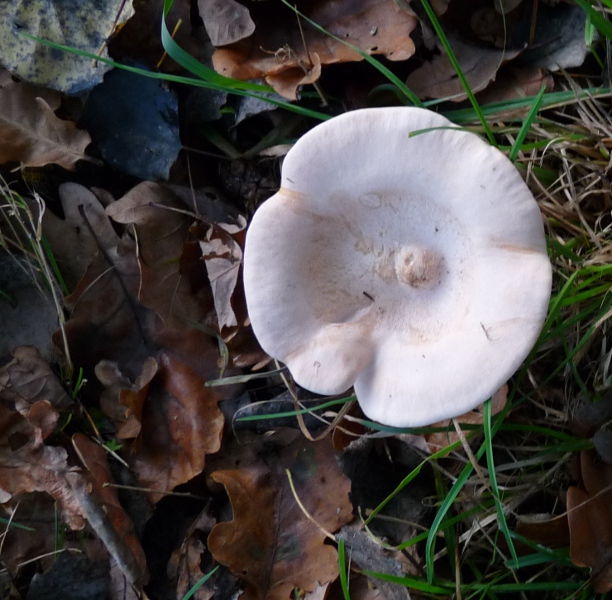 P1040387 Doppel 600 .JPG