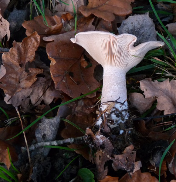 P1040395 Doppel 600 .JPG