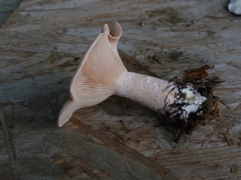 P1040406 Doppel 800 .JPG