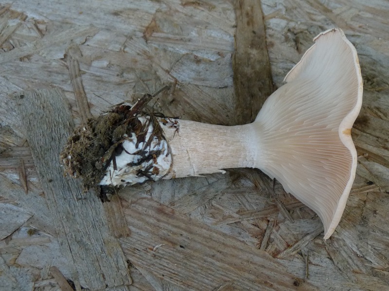 P1040412 Doppel 800 red .JPG