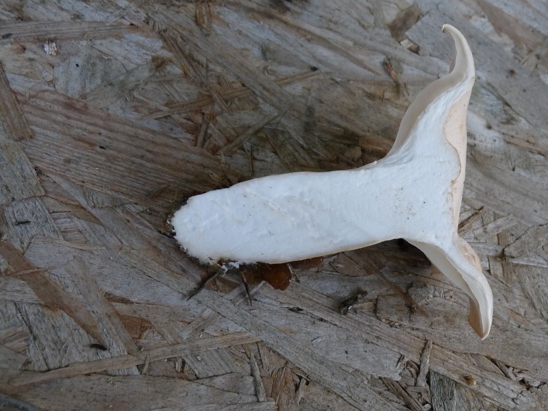 P1040411 Doppel 800 .JPG