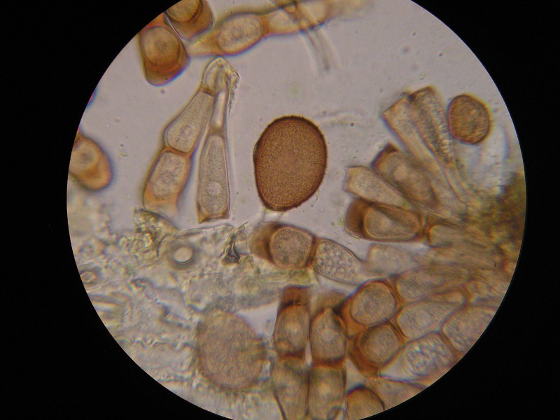 1000er Knielingen (1).JPG