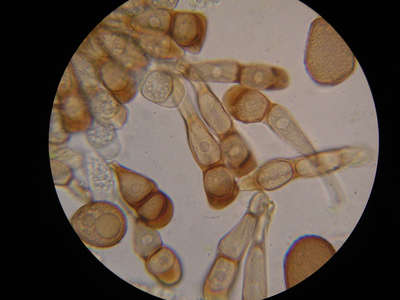 1000er Knielingen (5).JPG