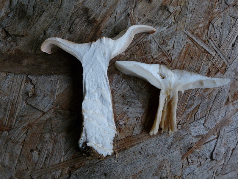 P1040417 Doppel Lamellen 800 red .JPG