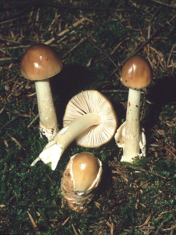 A. fulva
