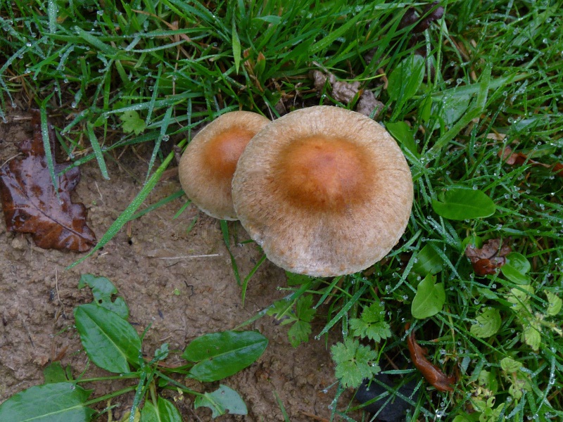 P1040349 Buckel 800 bearb red .JPG