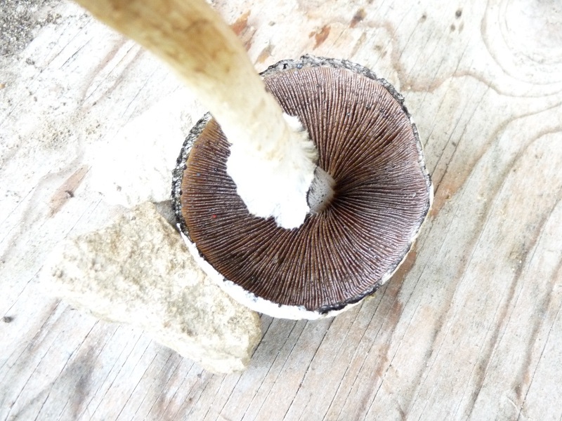 P1040361 Buckel 800 red .JPG