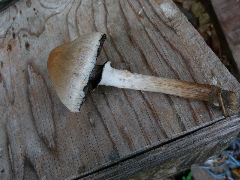 P1040364 Buckel 800 red .JPG