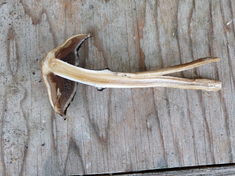 P1040372 Tinte 800 red .JPG