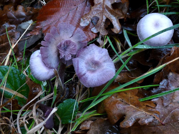 P1040427 Violette Blume 745 bearb .JPG