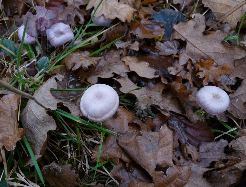 P1040446 Gruppe Nat 790 .JPG