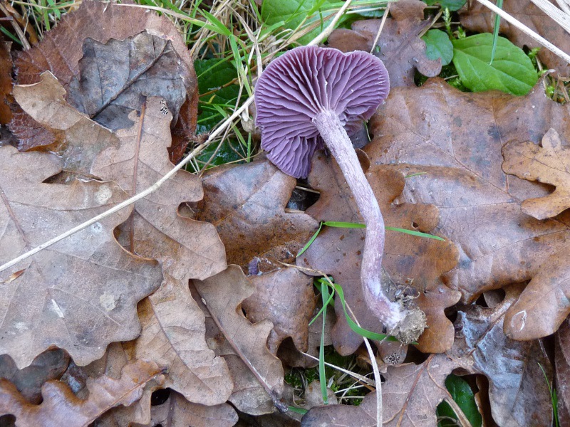 P1040441 Stiel+Lamel Nat 800 red .JPG