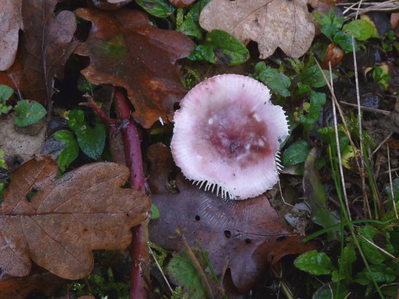 P1040453 Hut 800 .JPG