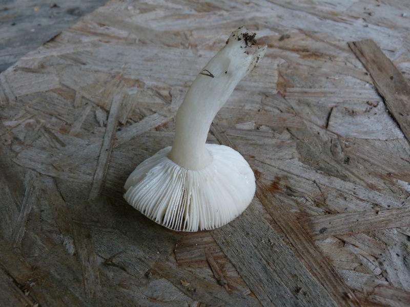 P1040467 Lamellen+Stiel 800 .JPG