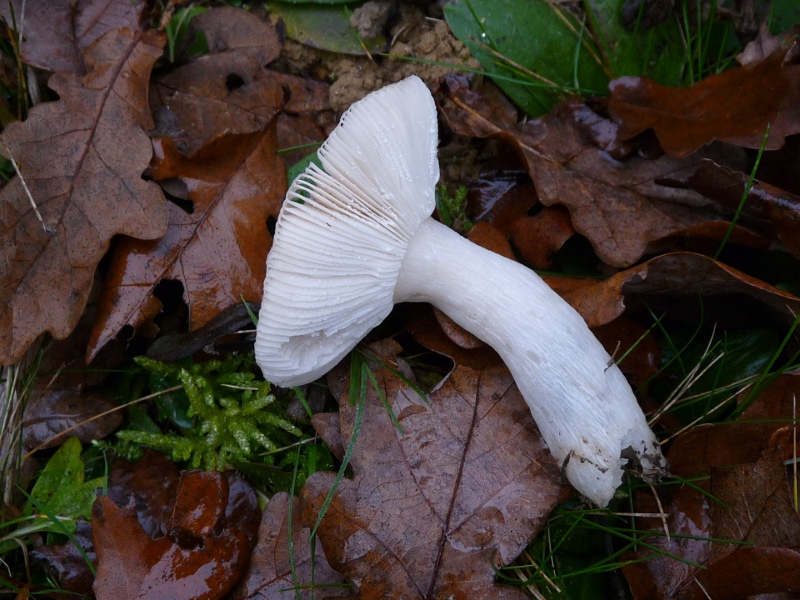 P1040464 Lamellen+Stiel 800 .JPG