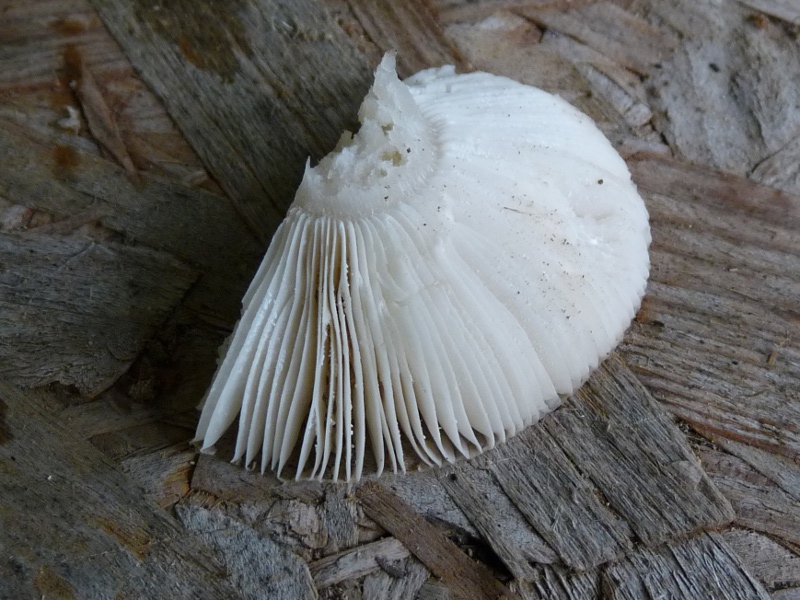 P1040470 Lamellen 800 .JPG