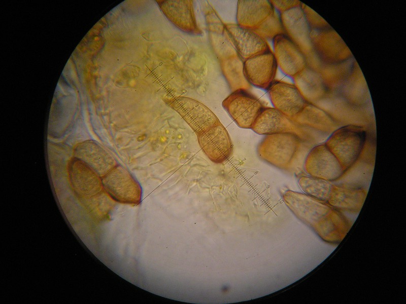 1000er Poggen (1).JPG