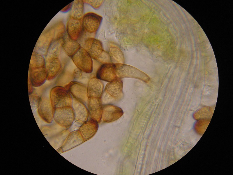 1000er Poggen (6).JPG