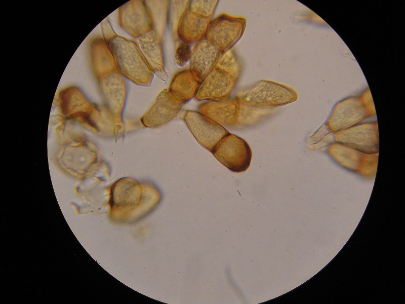 1000er Poggen (12).JPG