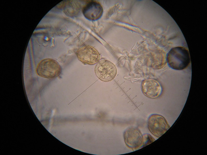 1000er Poggen (32).JPG