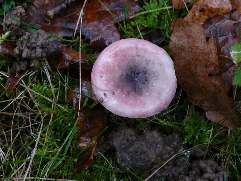 P1040481 Russula fragilis Hut .JPG