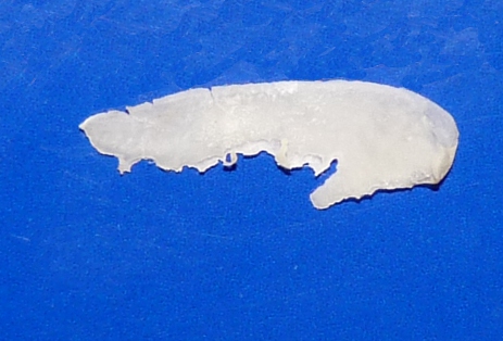 P1040485 Gesägte Lamellen .JPG