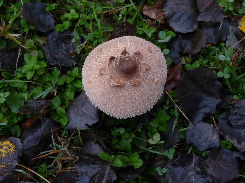 P1040471 Parasol 800 red .JPG
