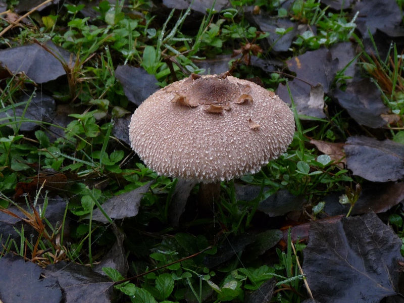 P1040472 Parasol 800 red .JPG